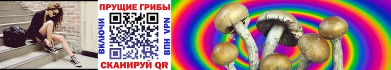 mega вход  Пересвет  Псилоцибиновые грибы Psilocybe 